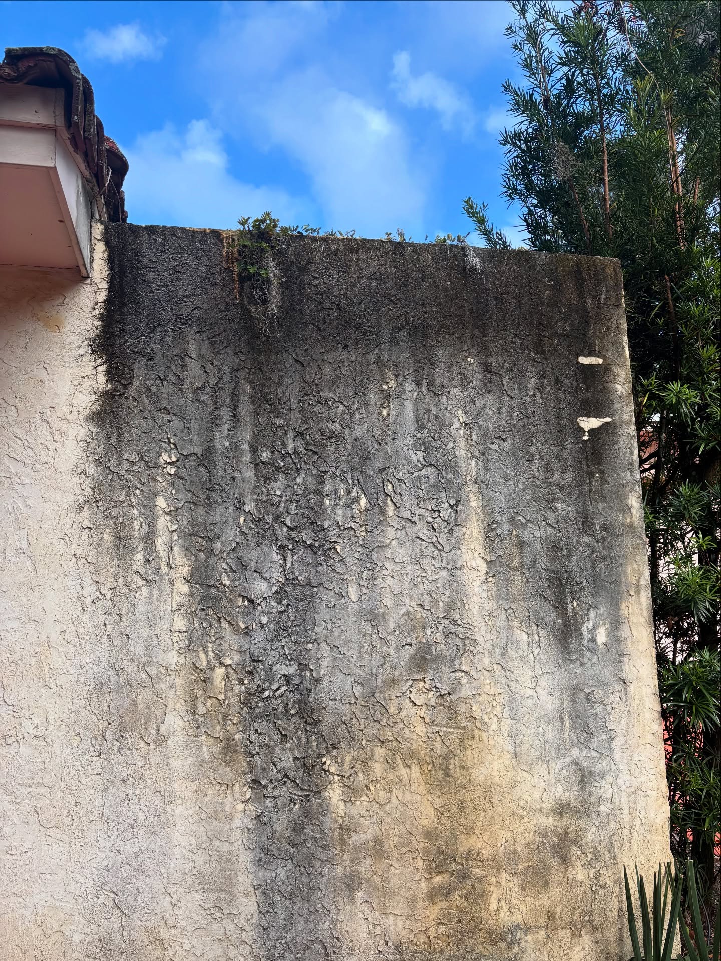 Exterior wall before soft washing, showing mold and grime